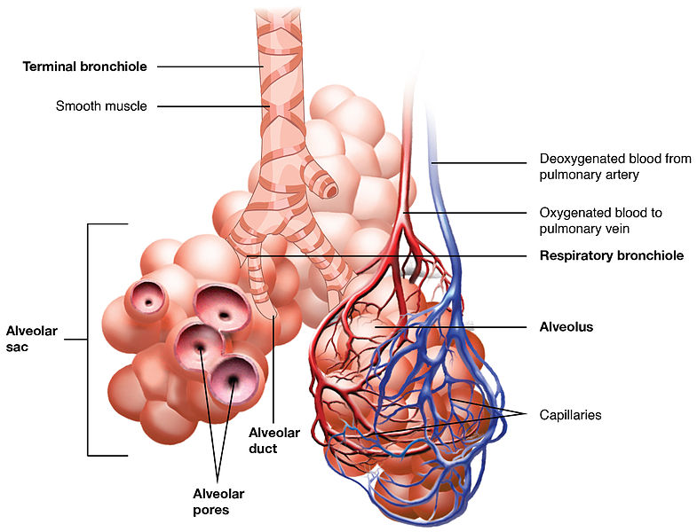 Alveoli And Capillaries